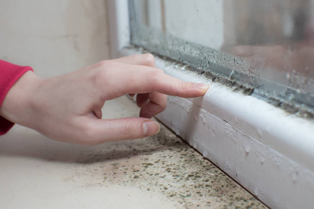 Best Air Quality Testing for Mold Spores  in Norridge, IL